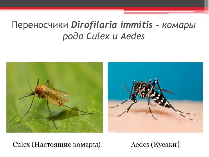 Переносчики Dirofilaria immitis – комары рода Culex и Aedes Culex (Настоящие комары) Aedes (Кусаки)