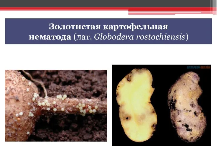 Золотистая картофельная нематода (лат. Globodera rostochiensis)