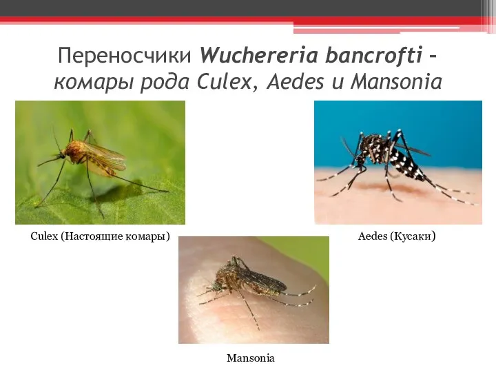 Переносчики Wuchereria bancrofti – комары рода Culex, Aedes и Mansonia Culex (Настоящие комары) Aedes (Кусаки) Mansonia