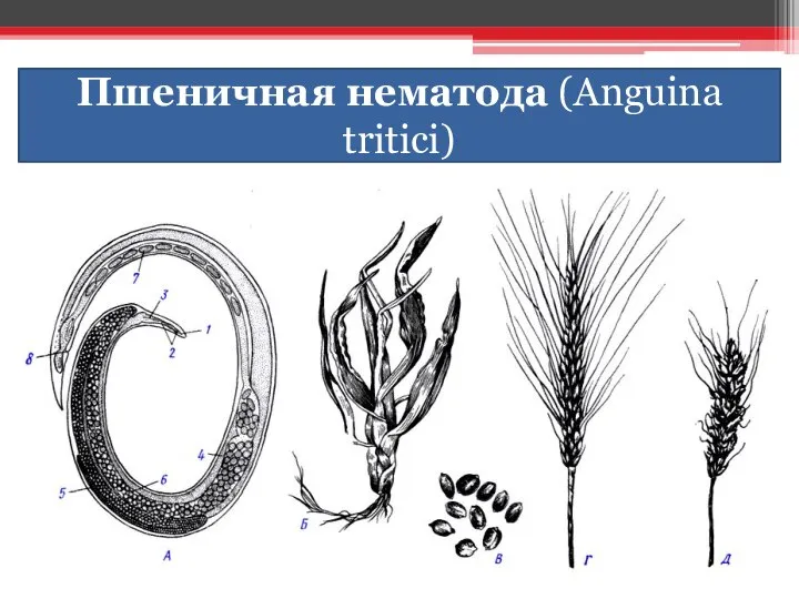 Пшеничная нематода (Anguina tritici)