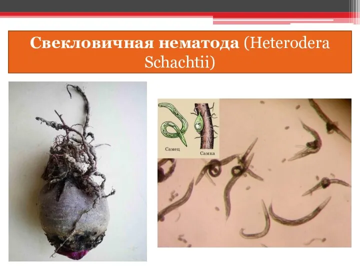 Свекловичная нематода (Heterodera Schachtii)