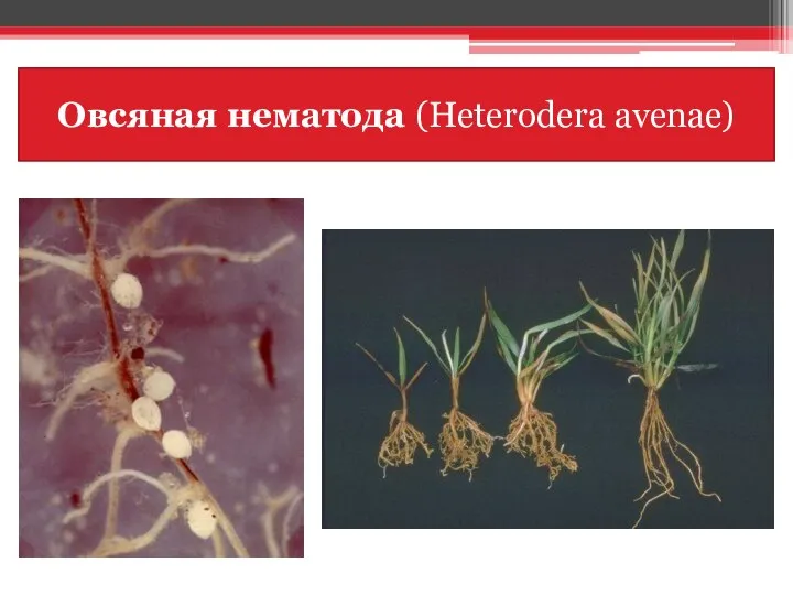 Овсяная нематода (Heterodera avenae)