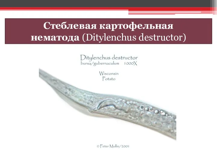 Стеблевая картофельная нематода (Ditylenchus destructor)