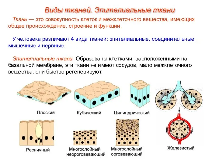 Виды тканей. Эпителиальные ткани Ткань — это совокупность клеток и межклеточного