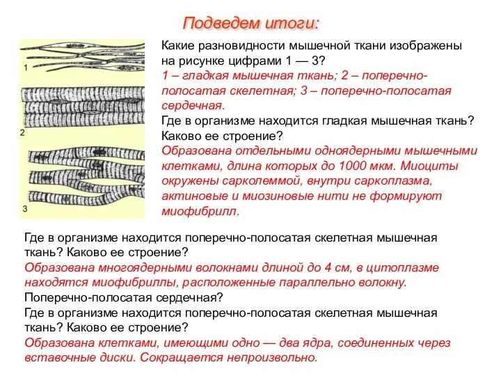 Какие разновидности мышечной ткани изображены на рисунке цифрами 1 — 3?