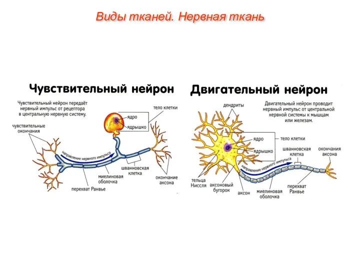 Виды тканей. Нервная ткань