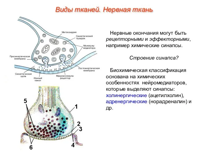 Нервные окончания могут быть рецепторными и эффекторными, например химические синапсы. Строение