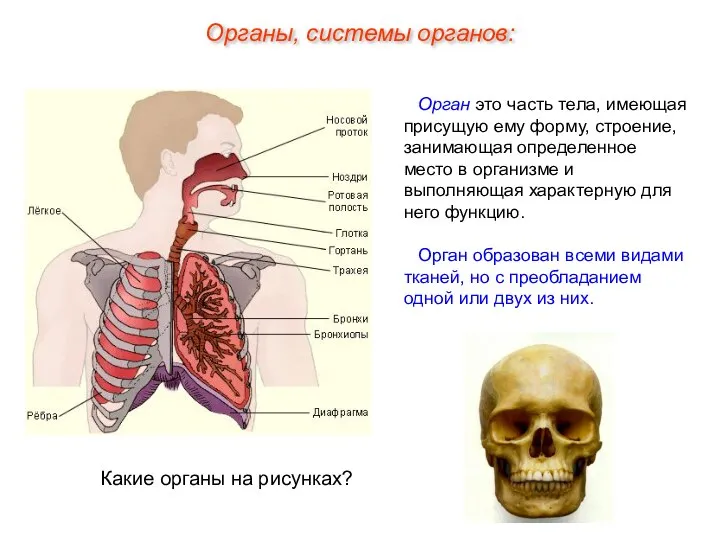 Орган это часть тела, имеющая присущую ему форму, строение, занимающая определенное