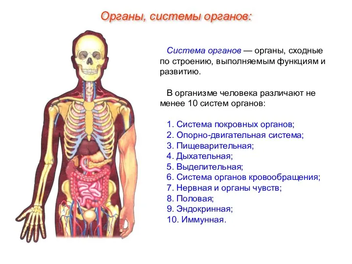 Система органов — органы, сходные по строению, выполняемым функциям и развитию.