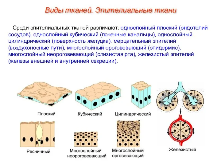 Среди эпителиальных тканей различают: однослойный плоский (эндотелий сосудов), однослойный кубический (почечные