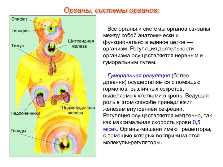 Все органы и системы органов связаны между собой анатомически и функционально