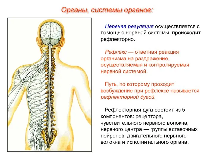 Нервная регуляция осуществляется с помощью нервной системы, происходит рефлекторно. Рефлекс —