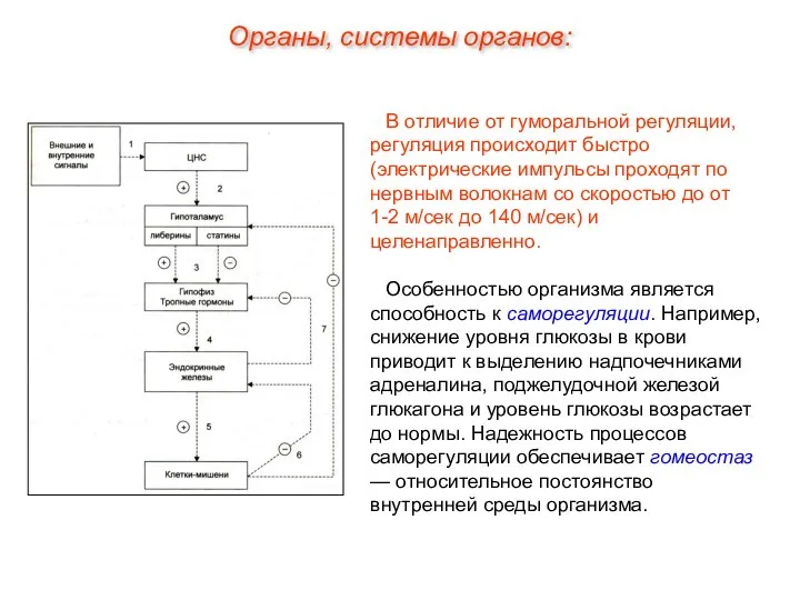 В отличие от гуморальной регуляции, регуляция происходит быстро (электрические импульсы проходят