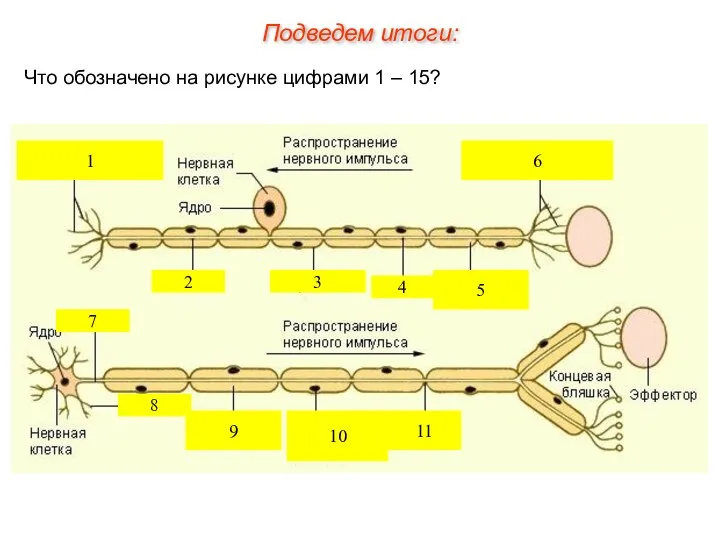 Что обозначено на рисунке цифрами 1 – 15? 1 2 3