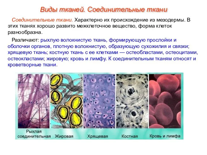 Соединительные ткани. Характерно их происхождение из мезодермы. В этих тканях хорошо