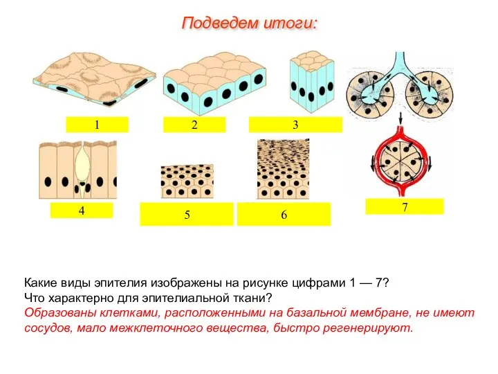 Какие виды эпителия изображены на рисунке цифрами 1 — 7? Что