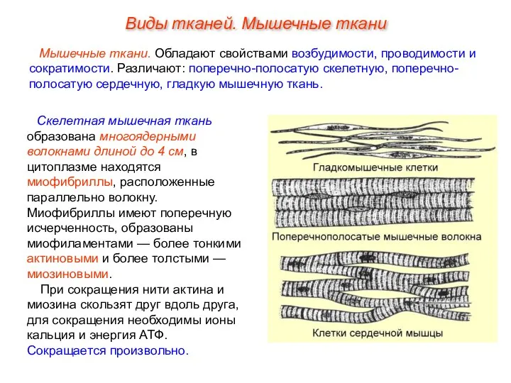 Скелетная мышечная ткань образована многоядерными волокнами длиной до 4 см, в