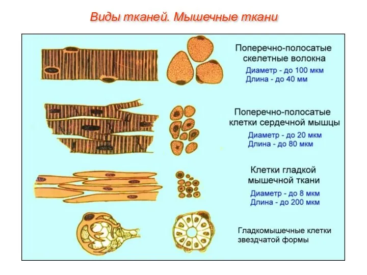 Виды тканей. Мышечные ткани