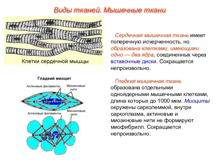 Сердечная мышечная ткань имеет поперечную исчерченность, но образована клетками, имеющими одно