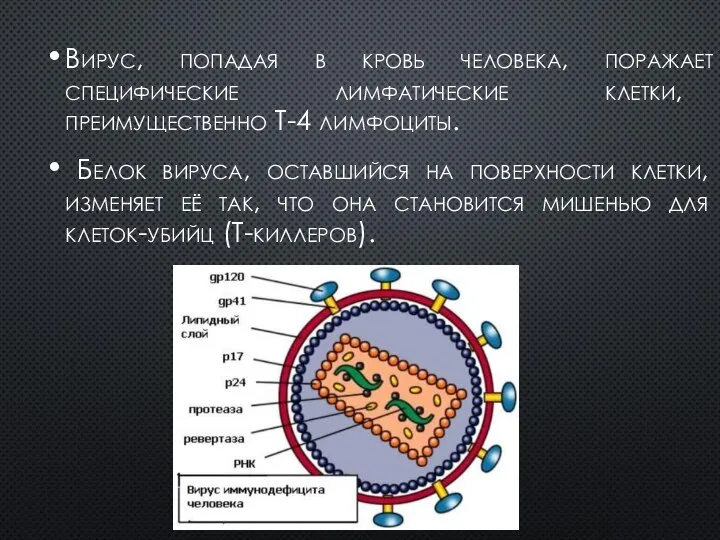 Вирус, попадая в кровь человека, поражает специфические лимфатические клетки, преимущественно Т-4