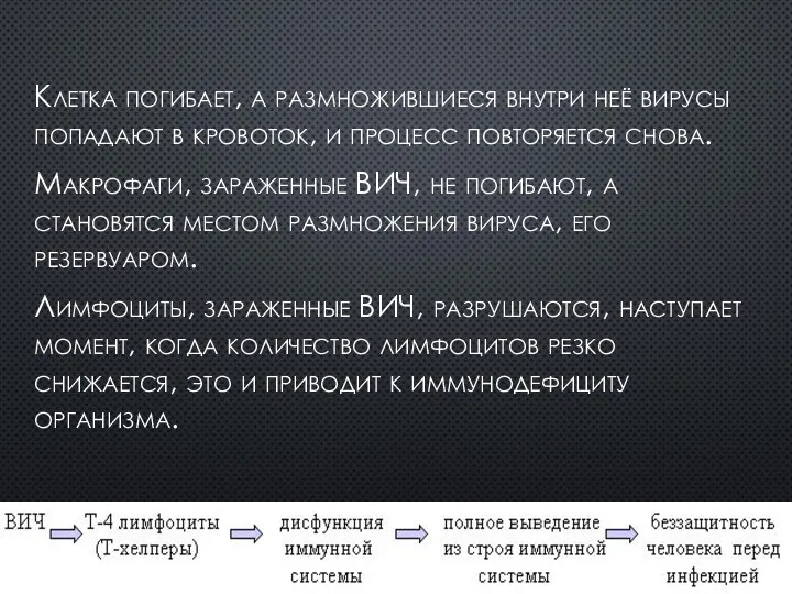 Клетка погибает, а размножившиеся внутри неё вирусы попадают в кровоток, и