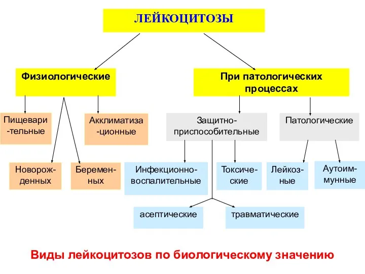 Виды лейкоцитозов по биологическому значению Физиологические При патологических процессах Пищевари-тельные Акклиматиза-ционные