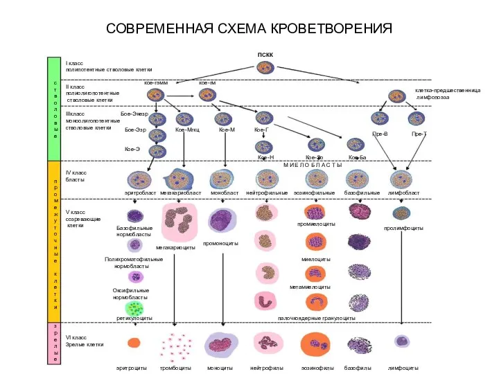 СОВРЕМЕННАЯ СХЕМА КРОВЕТВОРЕНИЯ ПСКК I класс полипотентные стволовые клетки II класс