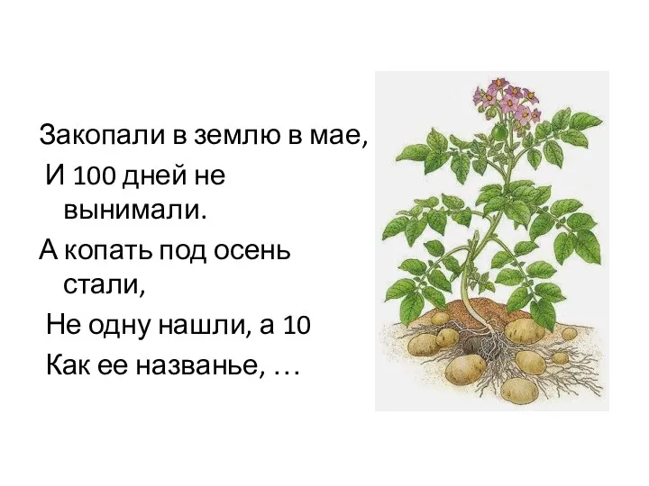 Закопали в землю в мае, И 100 дней не вынимали. А