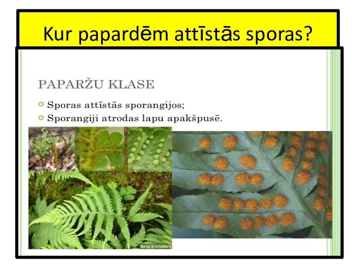 Kur papardēm attīstās sporas?