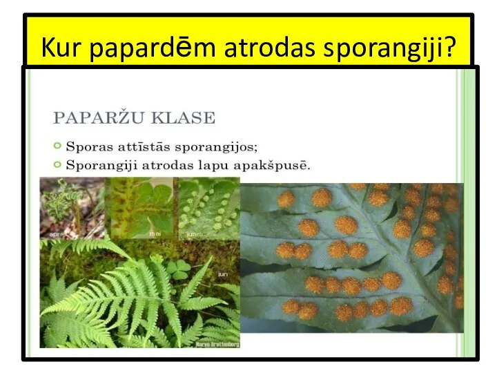 Kur papardēm atrodas sporangiji?