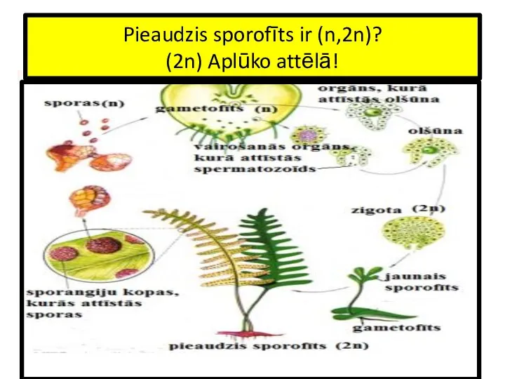 Pieaudzis sporofīts ir (n,2n)? (2n) Aplūko attēlā!