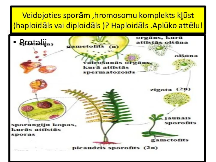 Veidojoties sporām ,hromosomu komplekts kļūst (haploidāls vai diploidāls )? Haploidāls .Aplūko attēlu! Protalij