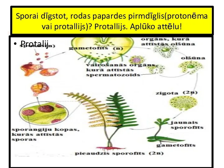 Sporai dīgstot, rodas papardes pirmdīglis(protonēma vai protallijs)? Protallijs. Aplūko attēlu! Protalij