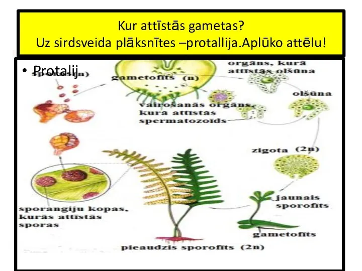 Kur attīstās gametas? Uz sirdsveida plāksnītes –protallija.Aplūko attēlu! Protalij