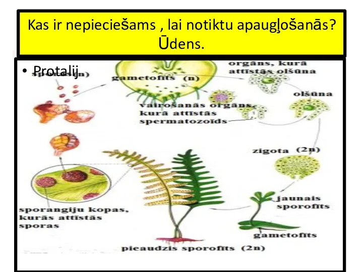 Kas ir nepieciešams , lai notiktu apaugļošanās? Ūdens. Protalij