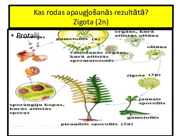 Kas rodas apaugļošanās rezultātā? Zigota (2n) Protalij