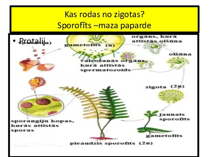 Kas rodas no zigotas? Sporofīts –maza paparde Protalij