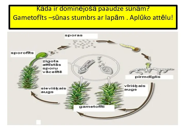 Kāda ir dominējošā paaudze sūnām? Gametofīts –sūnas stumbrs ar lapām . Aplūko attēlu!