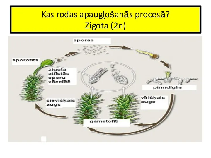 Kas rodas apaugļošanās procesā? Zigota (2n)