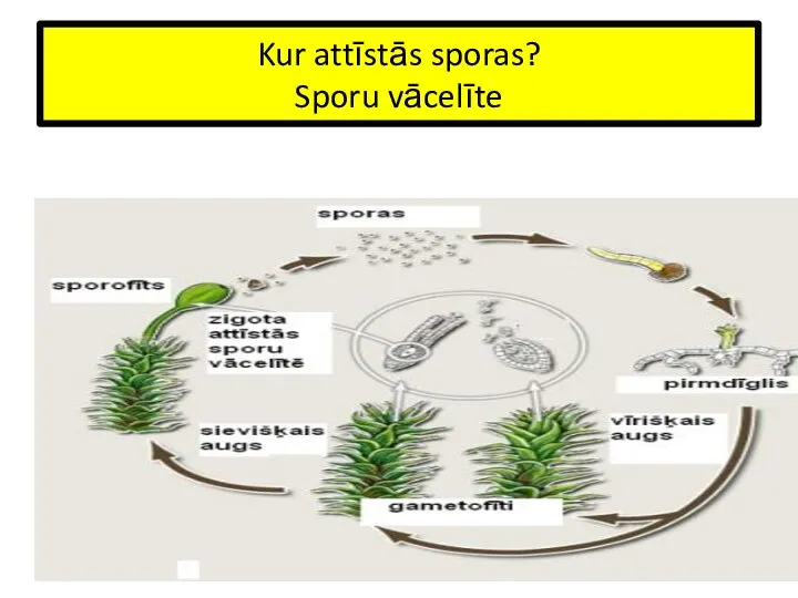 Kur attīstās sporas? Sporu vācelīte