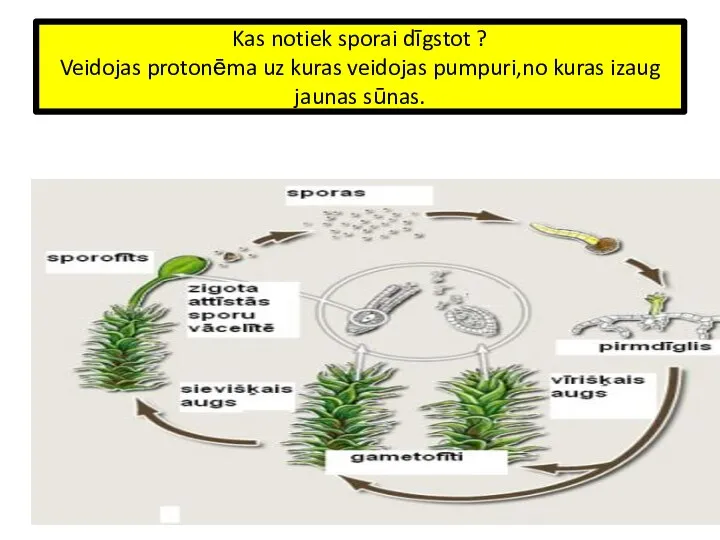 Kas notiek sporai dīgstot ? Veidojas protonēma uz kuras veidojas pumpuri,no kuras izaug jaunas sūnas.