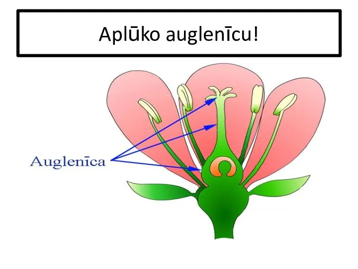 Aplūko auglenīcu!