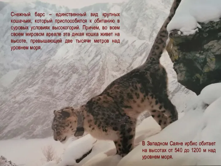 Снежный барс – единственный вид крупных кошачьих, который приспособился к обитанию
