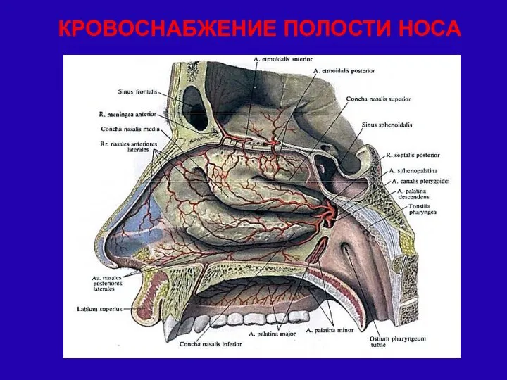 КРОВОСНАБЖЕНИЕ ПОЛОСТИ НОСА