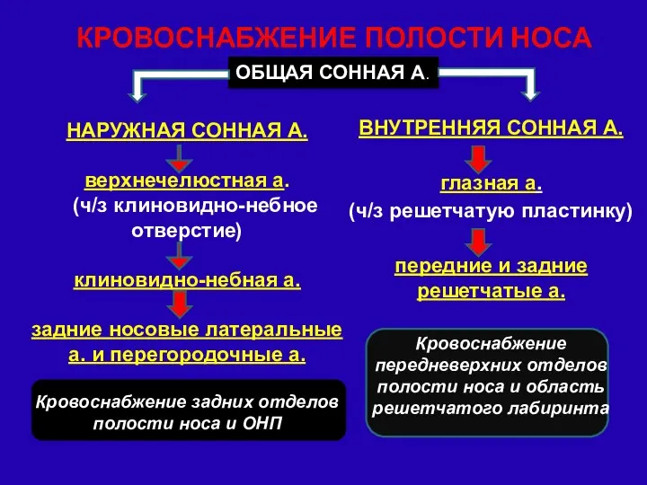 ОБЩАЯ СОННАЯ А. ВНУТРЕННЯЯ СОННАЯ А. глазная а. (ч/з решетчатую пластинку)