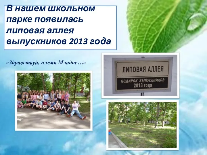 В нашем школьном парке появилась липовая аллея выпускников 2013 года «Здравствуй, племя Младое…»