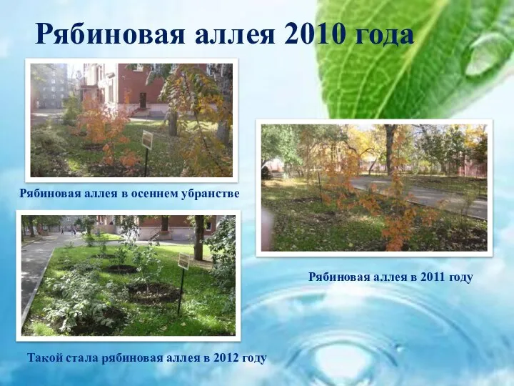 Рябиновая аллея 2010 года Такой стала рябиновая аллея в 2012 году