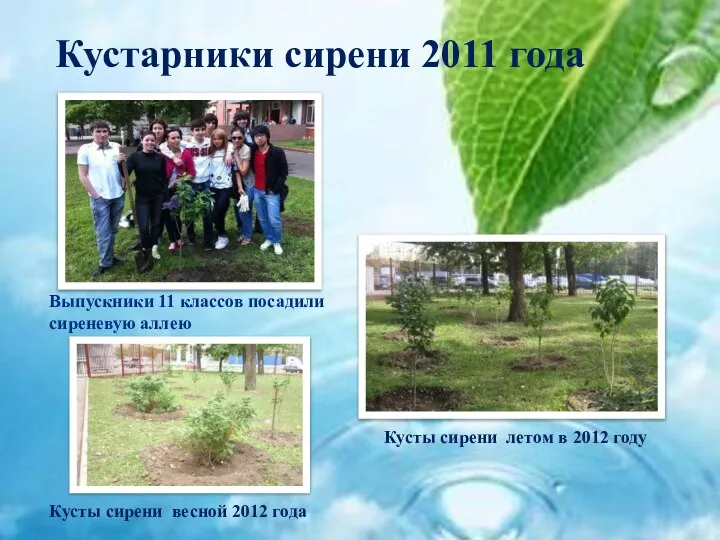 Кустарники сирени 2011 года Выпускники 11 классов посадили сиреневую аллею Кусты