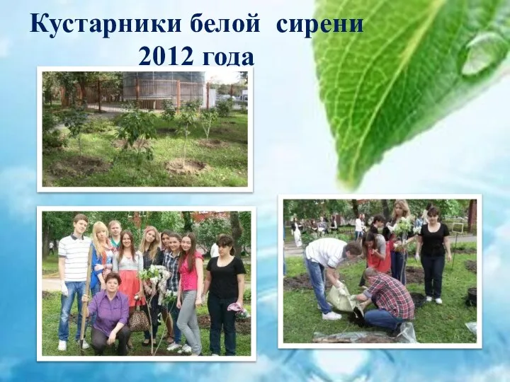 Кустарники белой сирени 2012 года