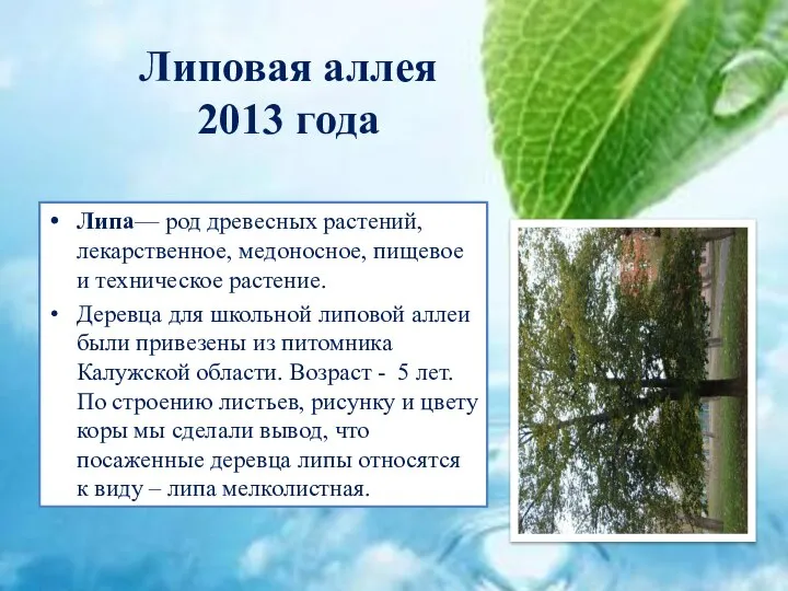 Липовая аллея 2013 года Липа— род древесных растений, лекарственное, медоносное, пищевое